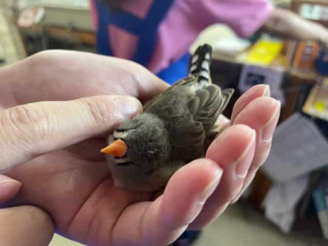 錦花鳥（キンカチョウ）