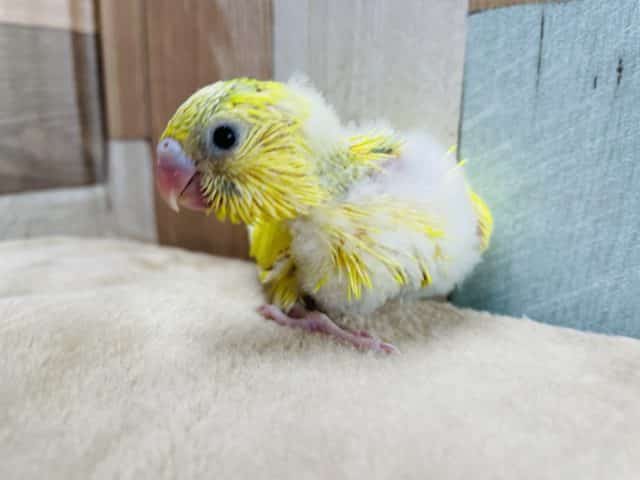 セキセイインコ