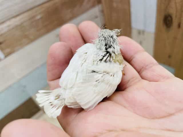 錦花鳥（キンカチョウ）