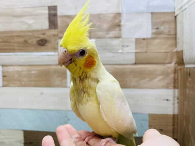 オカメインコ