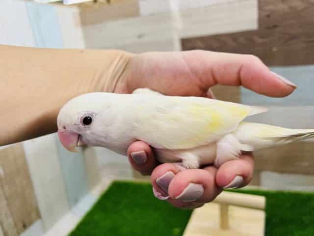 コザクラインコ（小桜インコ）