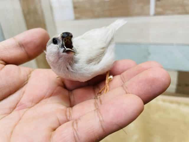 錦花鳥（キンカチョウ）