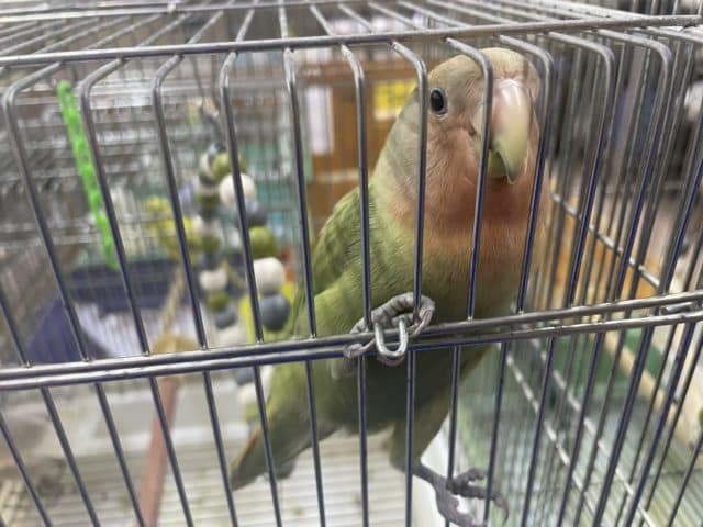 コザクラインコ（小桜インコ）