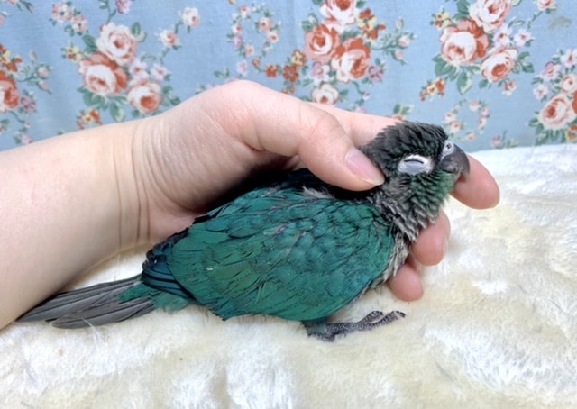 ホオミドリウロコインコ