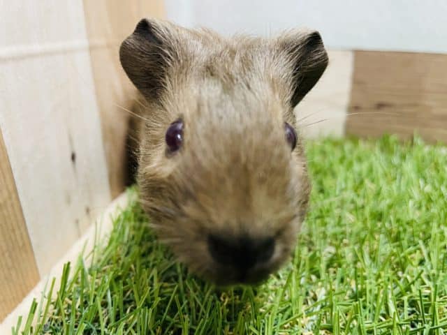 イングリッシュモルモット