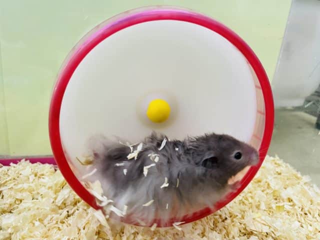 長毛カラーハムスター