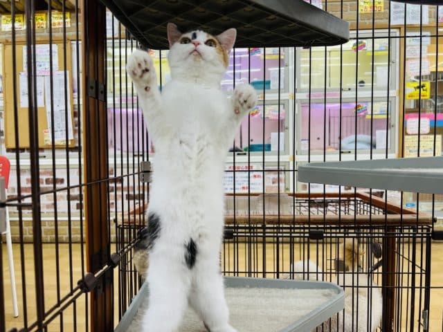 スコティッシュフォールド