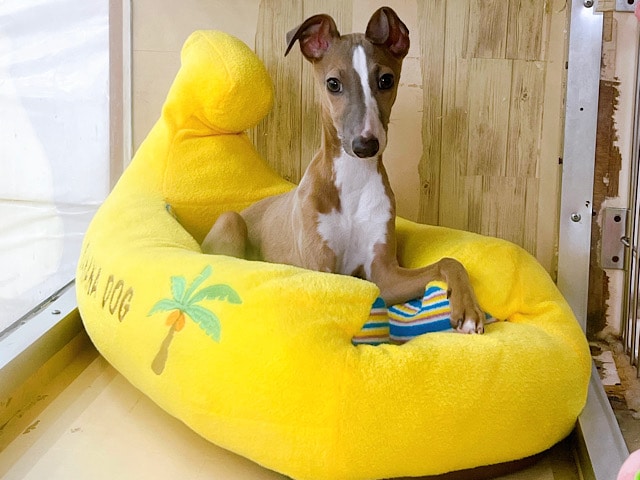 イタリアングレーハウンド