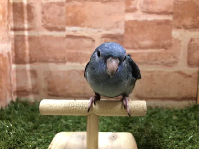 サザナミインコ