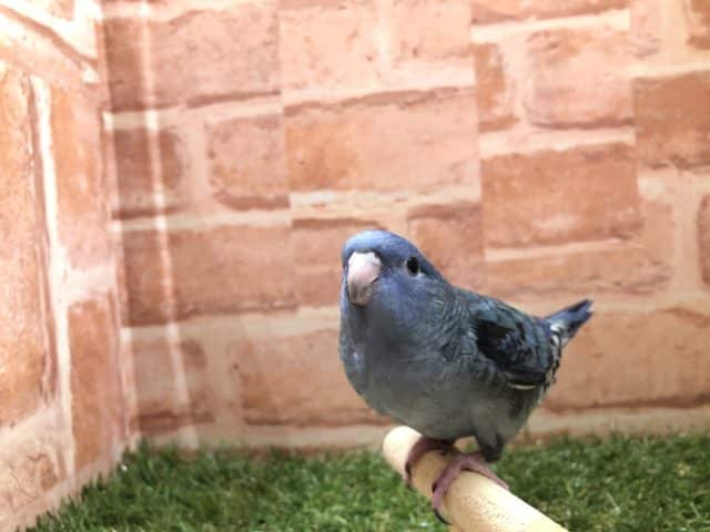 サザナミインコ