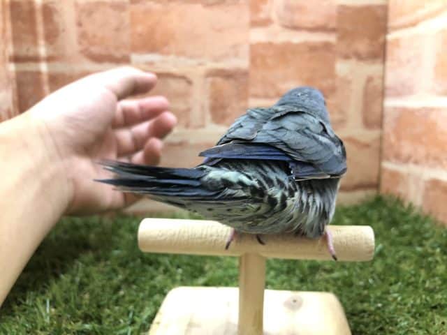 サザナミインコ