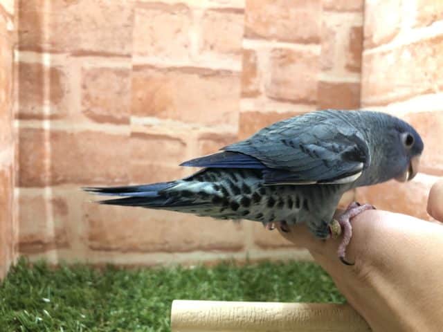 サザナミインコ