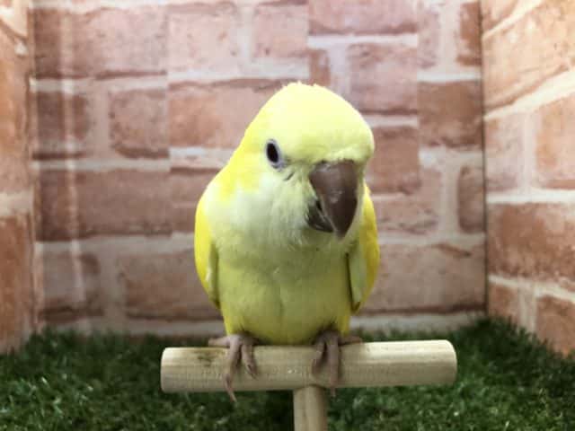オキナインコ