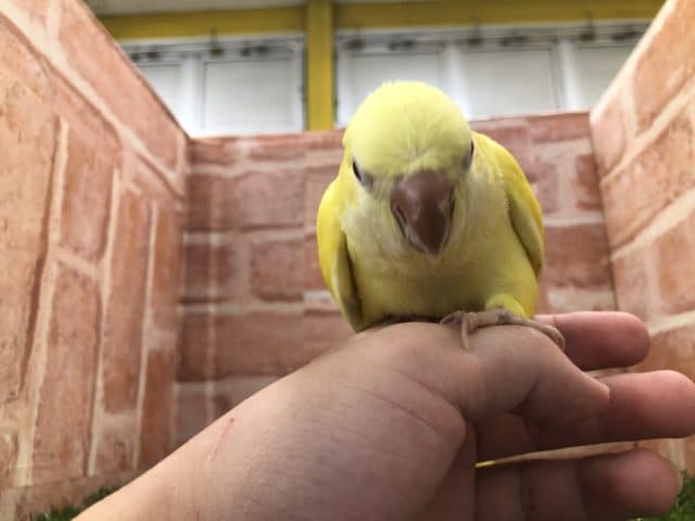 オキナインコ