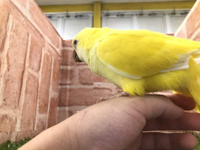 オキナインコ