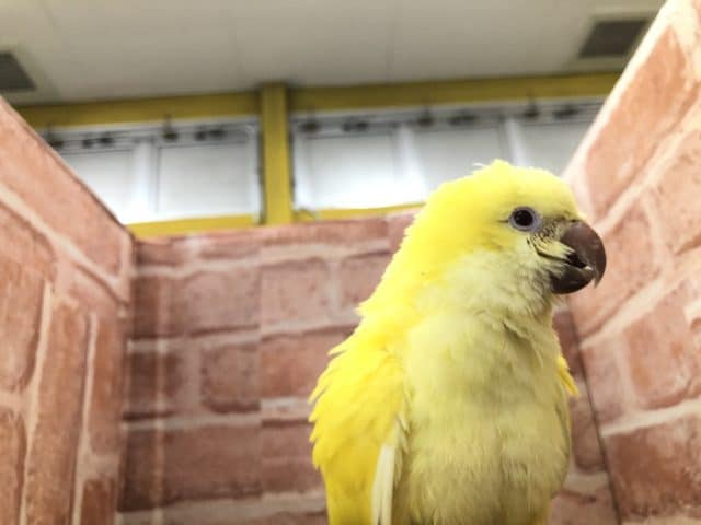 オキナインコ