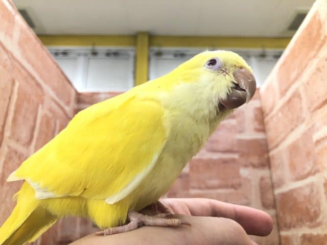 オキナインコ