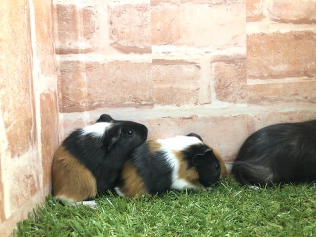 イングリッシュモルモット