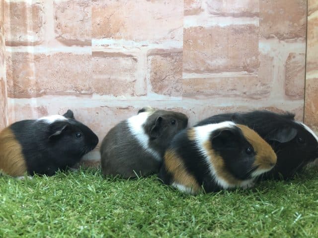 イングリッシュモルモット