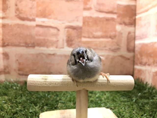 錦花鳥（キンカチョウ）