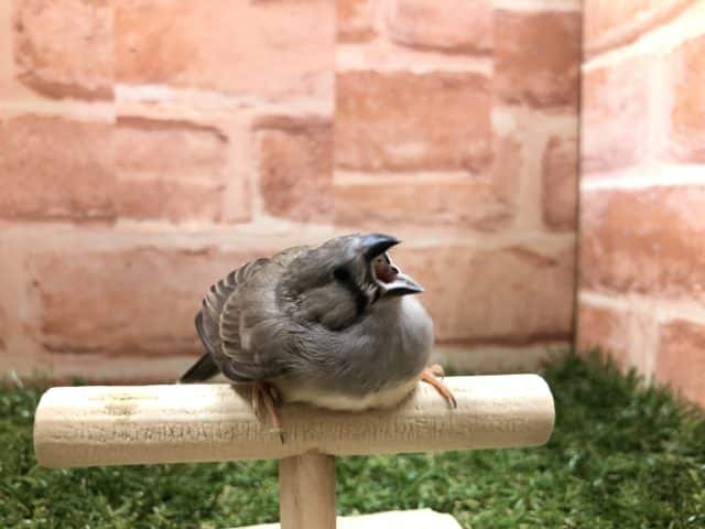 錦花鳥（キンカチョウ）