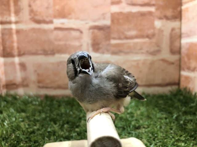 錦花鳥（キンカチョウ）