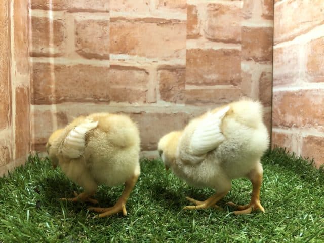 ボリスブラウン