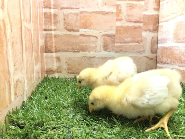 ボリスブラウン