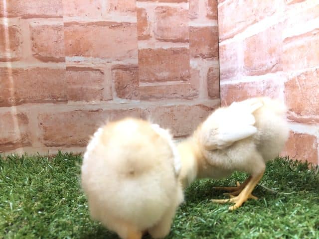 ボリスブラウン