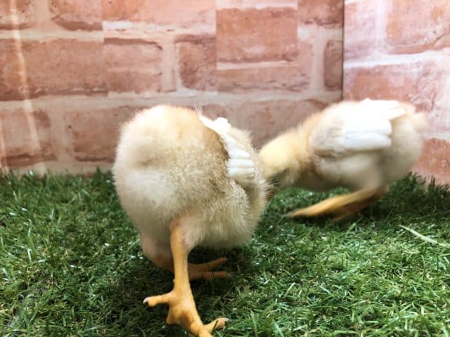 ボリスブラウン