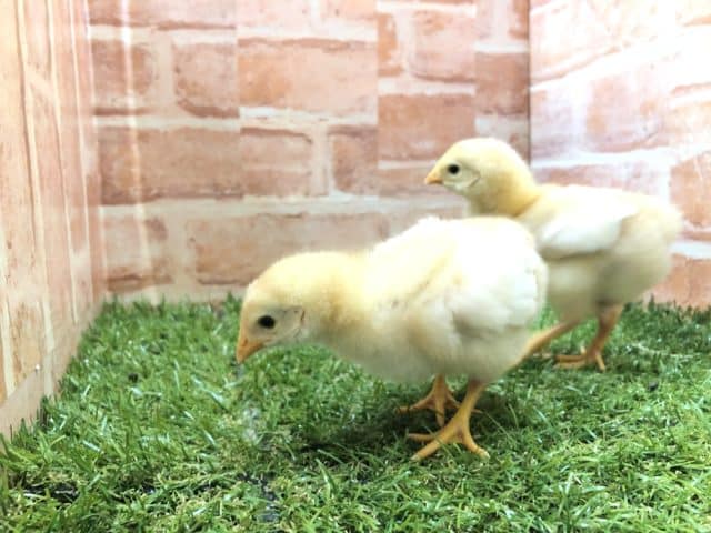 ボリスブラウン