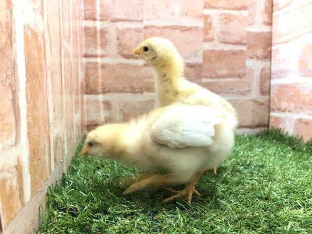 ボリスブラウン