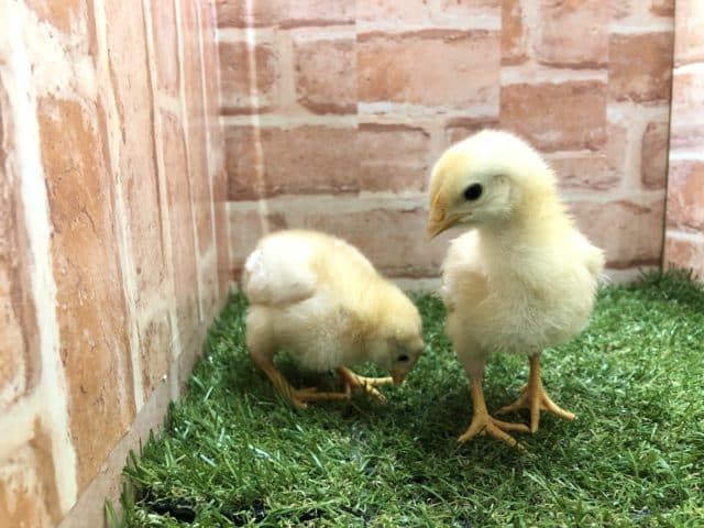 ボリスブラウン