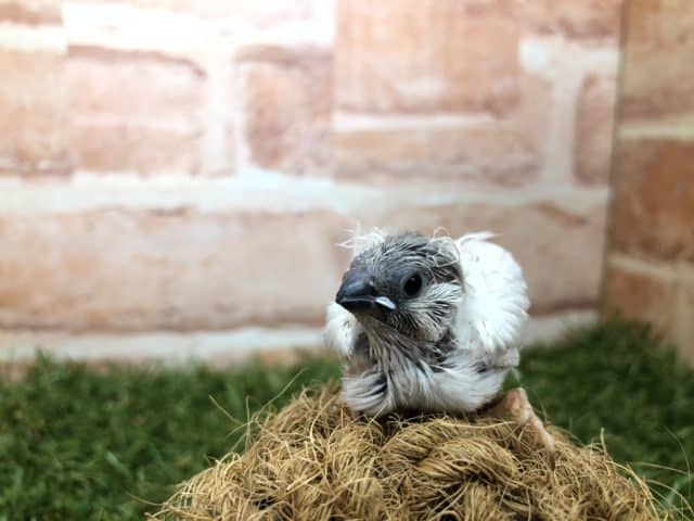 錦花鳥（キンカチョウ）