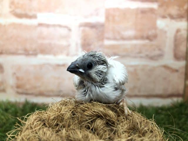 錦花鳥（キンカチョウ）