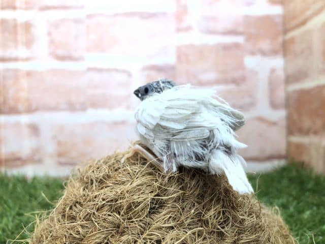 錦花鳥（キンカチョウ）