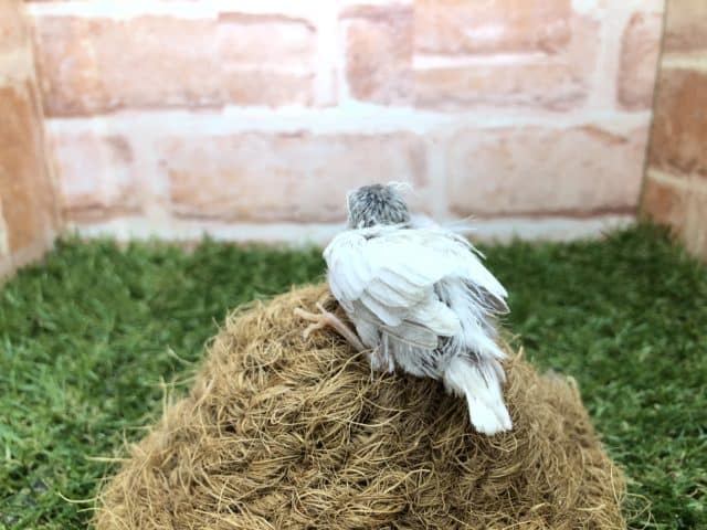 錦花鳥（キンカチョウ）