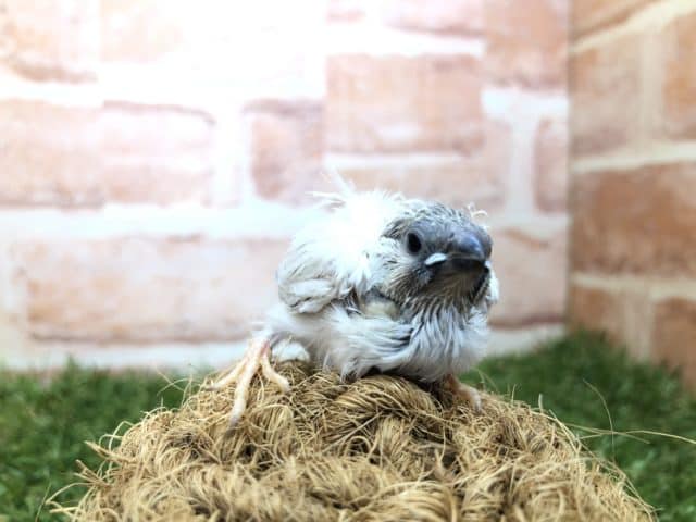 錦花鳥（キンカチョウ）