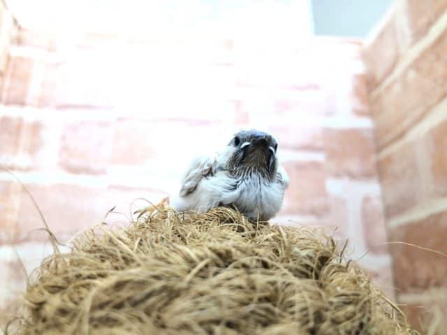 錦花鳥（キンカチョウ）