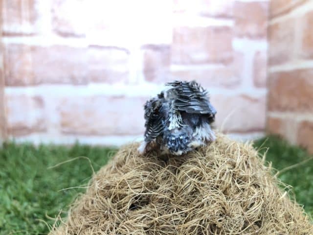 錦花鳥（キンカチョウ）