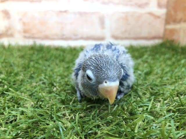 ブルーボタンインコ