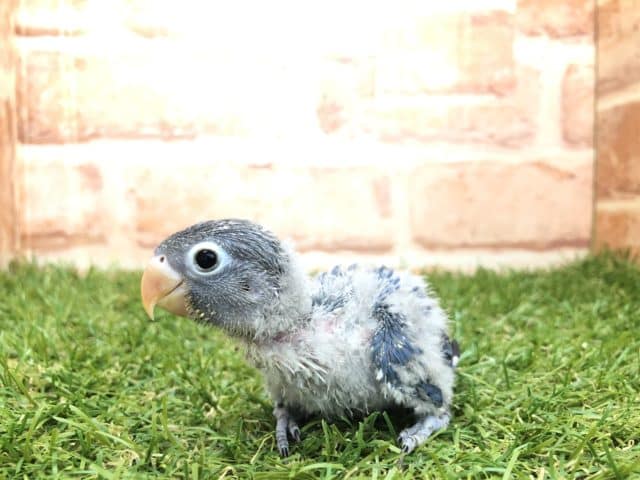 ブルーボタンインコ