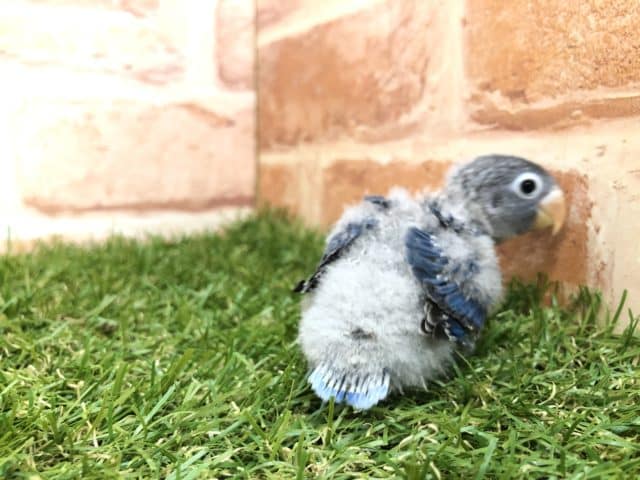 ブルーボタンインコ