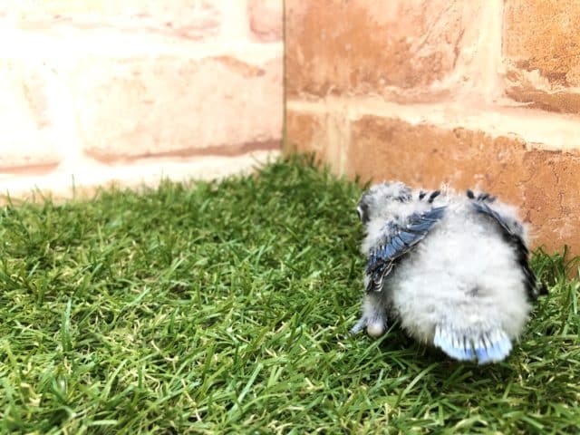 ブルーボタンインコ