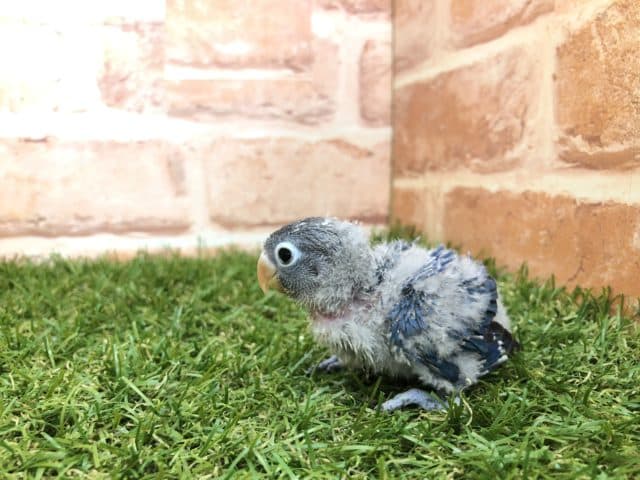 ブルーボタンインコ