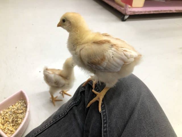 ボリスブラウン