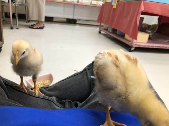 ボリスブラウン