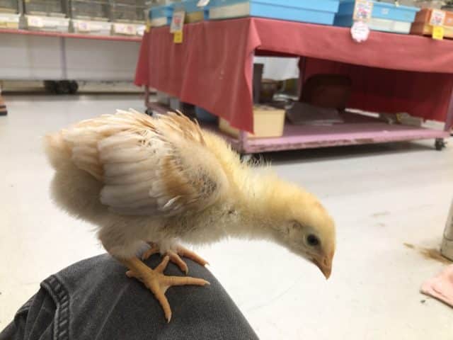 ボリスブラウン