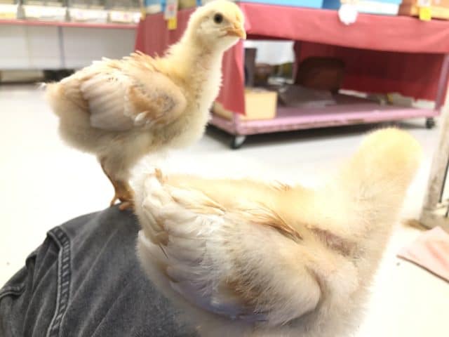 ボリスブラウン