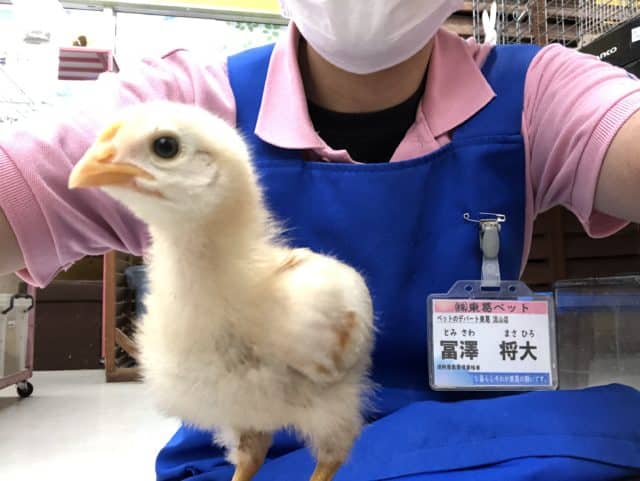 ボリスブラウン